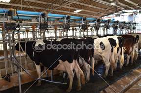 Fabryka dojenie krowy  Zdj&eogon;cie stockowe #31382809